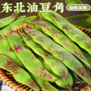 東北油豆角現摘新鮮蔬菜5斤一點紅油豆角