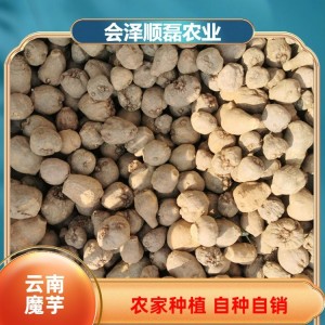 一站式批發采購 農家鮮魔芋 100g 質量穩定 質量保證 順磊農業